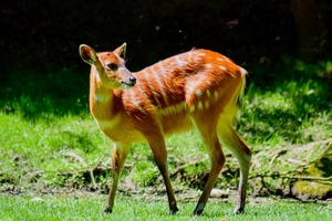 brown-antelope-5283049_960_720