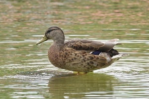 the-duck-5274857_960_720