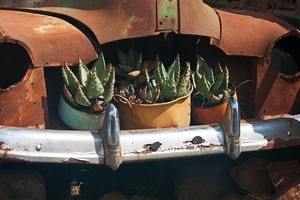 plants-in-old-car-5301543_960_720