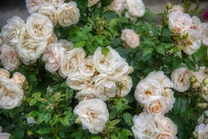 rose-bush-5291782_960_720