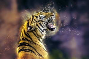 tiger-5237066_960_720