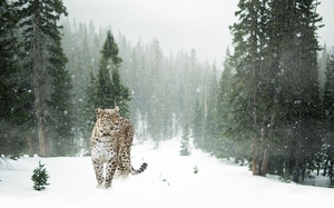 persian-leopard-1647940_960_720