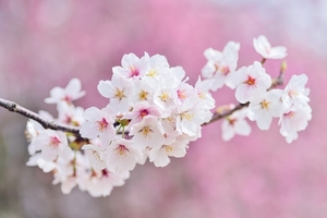 cherry-blossoms-2218781_960_720