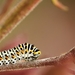 caterpillar-5407966_960_720