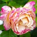 rose-5305236_960_720