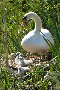 swan-with-chicks-5359005_960_720