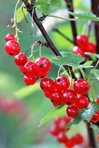 red-currant-5382964_960_720