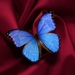 butterfly-5472908_960_720