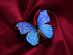 butterfly-5472908_960_720