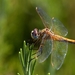 dragonfly-5476237_960_720