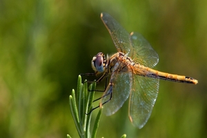 dragonfly-5476237_960_720