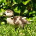 duckling-5455797_960_720