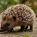 hedgehog-5476447_960_720