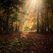 forest-287393_960_720