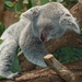 koala-bear-9960_960_720