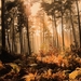 forest-1048287_960_720