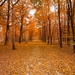 forest-2971056_960_720