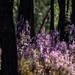 forest-4567301_960_720