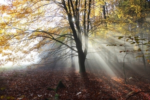 autumn-forest-4879998_960_720