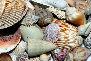 sea-shells-1886613_960_720