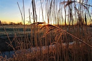 reed-3940748_960_720