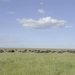 buffels masai mara