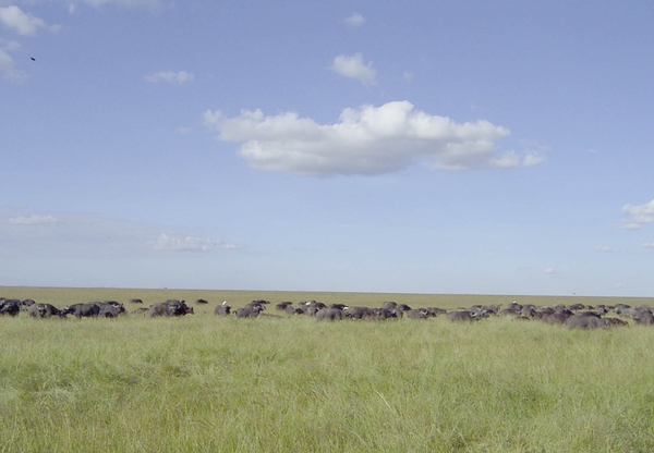 buffels masai mara