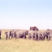 kudde olifanten