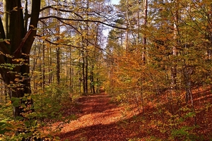 autumn-forest-4614162_960_720