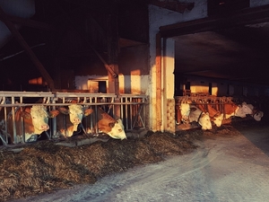 cowshed-3414557_960_720