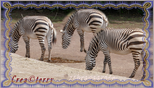 zebrapaarden