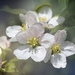 apple-blossoms-5672809_960_720