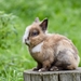 dwarf-rabbit-5617738_960_720