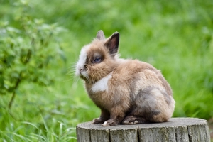 dwarf-rabbit-5617738_960_720