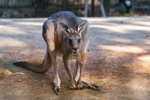 giant-kangaroo-5721537_960_720