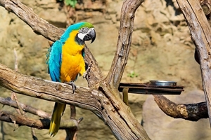 macaw-5717388_960_720