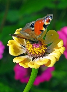 peacock-butterfly-5727458_960_720