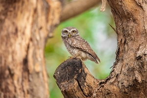 spotted-owlet-5093773_960_720