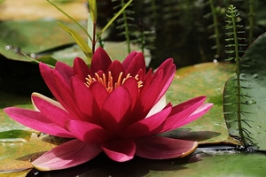 water-lily-3478924_960_720