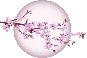 cherry-blossom-5439750_960_720