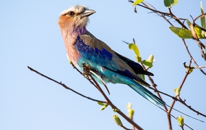 lilac-breasted-roller-5700614_960_720