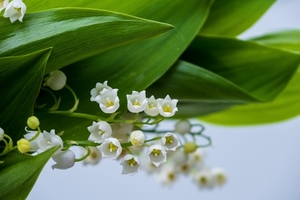 lily-of-the-valley-5136175_960_720