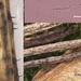 Plagiostoma inclinata_20200109-9