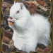 albino eekhoorntje v terry