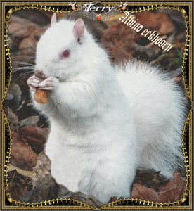 albino eekhoorntje v terry