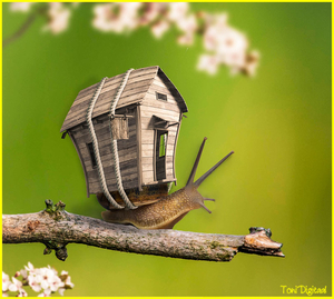 snailhouse
