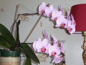 Orchide