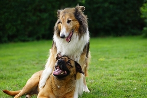 dogs-6463032_960_720