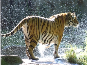 FFW-Tiger-header-image