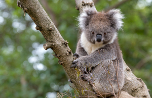 Koala-Louise-blog